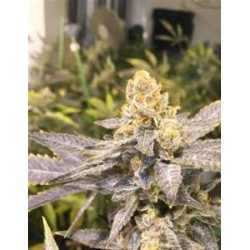 ORANGE BIG BUD * CBD SEEDS 3 SEMI FEM