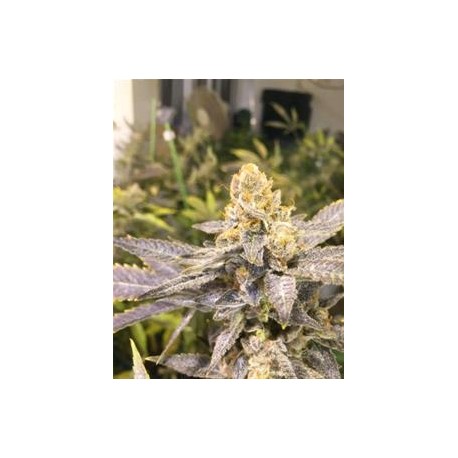 ORANGE BIG BUD * CBD SEEDS 3 SEMI FEM