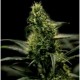 ENERGY HAZE * THE BULLDOG 5 SEMI FEM 