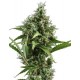 AUTO AMNESIA 5 * CBD SEEDS 6 SEMI FEM