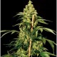 JACK HERER * THE BULLDOG 5 SEMI FEM 