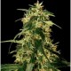 SILVER STAR HAZE * THE BULLDOG 5 SEMI FEM 