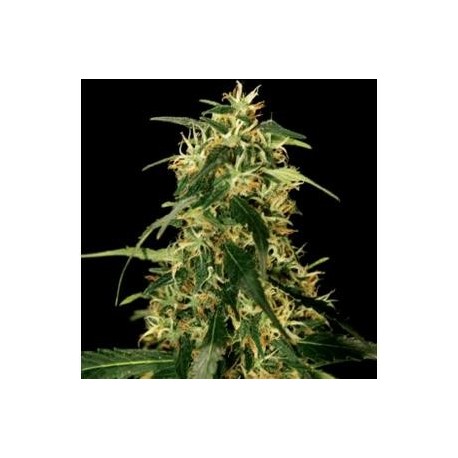 SILVER STAR HAZE * THE BULLDOG 5 SEMI FEM 