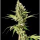 SOUR DIESEL * THE BULLDOG 5 SEMI FEM 