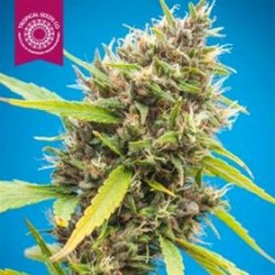 DURBAKISTAN * TROPICAL SEEDS 3 SEMI FEM