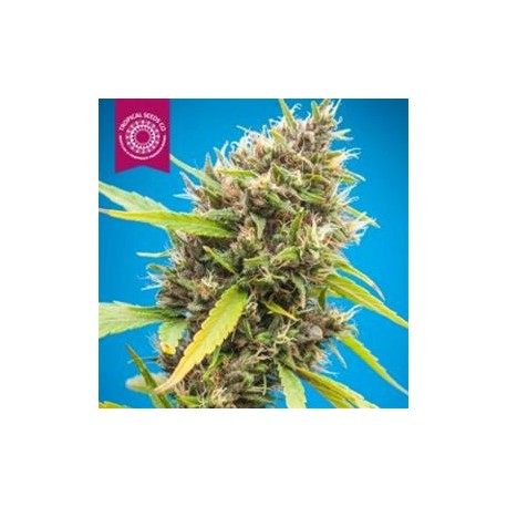 DURBAKISTAN * TROPICAL SEEDS 3 SEMI FEM