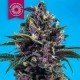 KUSHMATIC AUTO * TROPICAL SEEDS 5 SEMI REG