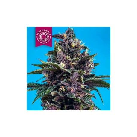 KUSHMATIC AUTO * TROPICAL SEEDS 5 SEMI REG