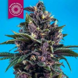 KUSHMATIC AUTO * TROPICAL SEEDS 10 SEMI REG