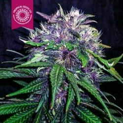 RED AFRO * TROPICAL SEEDS 10 SEMI FEM