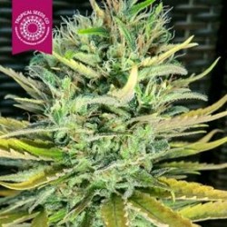 CISKEI * TROPICAL SEEDS 10 SEMI REG