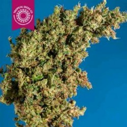 KING KONGO * TROPICAL SEEDS 5 SEMI REG