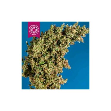 KING KONGO * TROPICAL SEEDS 5 SEMI REG