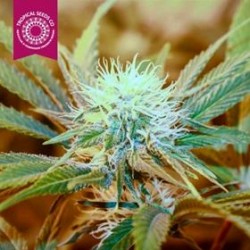 KUSH MEDICINE * TROPICAL SEEDS 10 SEMI REG