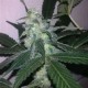 AUTO SWISS CHEESE * NIRVANA FEMINIZED 5 SEMI FEM