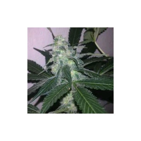 AUTO SWISS CHEESE * NIRVANA FEMINIZED 5 SEMI FEM