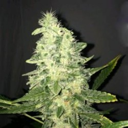 SUPREME CBD KUSH * NIRVANA FEMINIZED 5 SEMI FEM