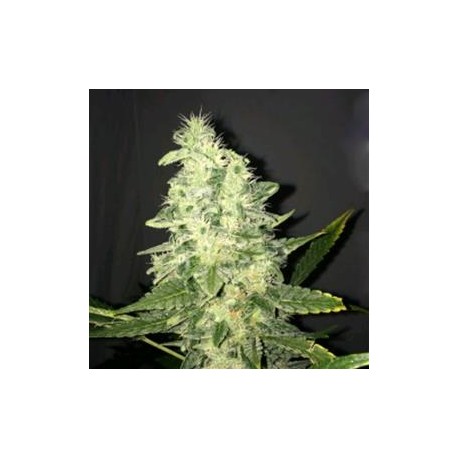 SUPREME CBD KUSH * NIRVANA FEMINIZED 5 SEMI FEM