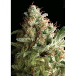 AUTO AMERICAN PIE * PYRAMID SEEDS 5 SEMI FEM 