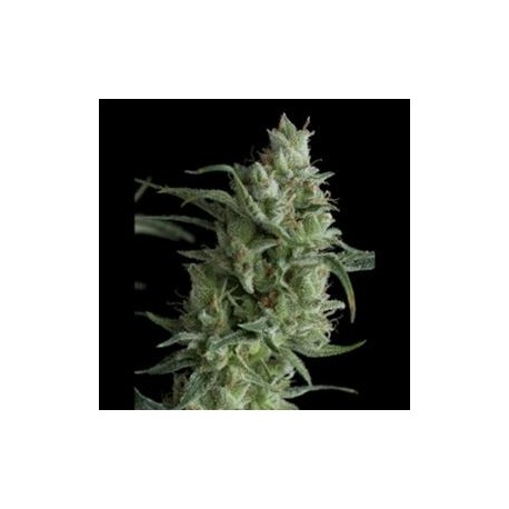 SUPER OG KUSH * PYRAMID SEEDS 3 SEMI FEM 