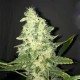 SUPREME CBD KUSH * NIRVANA FEMINIZED 10 SEMI FEM