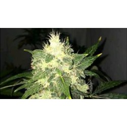 AUTO OG KUSH * NIRVANA FEMINIZED 10 SEMI FEM