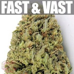 FAST & VAST AUTO * HEAVYWEIGHT SEEDS 5 SEMI FEM