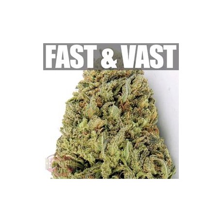 FAST & VAST AUTO * HEAVYWEIGHT SEEDS 5 SEMI FEM