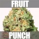 FRUIT PUNCH * HEAVYWEIGHT SEEDS 10 SEMI FEM