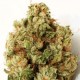 GREEN NINJA * HEAVYWEIGHT SEEDS 5 SEMI FEM