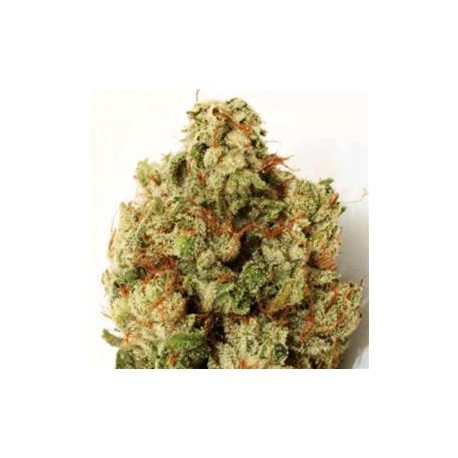 GREEN NINJA * HEAVYWEIGHT SEEDS 5 SEMI FEM