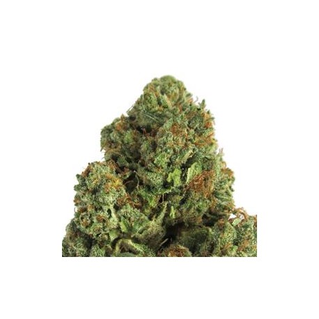 MIDNIGHT MASS * HEAVYWEIGHT SEEDS 5 SEMI FEM