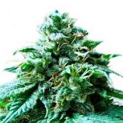 SUPERB OG * HEAVYWEIGHT SEEDS 10 SEMI FEM