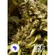 ZIM-LICIOUS*SEEDS OF AFRICA 12 SEMI REG 