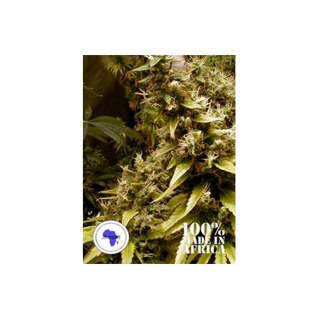 ZIM-LICIOUS*SEEDS OF AFRICA 12 SEMI REG 