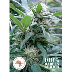 APONDO MYSTIC *SEEDS OF AFRICA 12 SEMI REG 