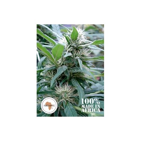 APONDO MYSTIC *SEEDS OF AFRICA 12 SEMI REG 