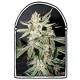 CONFIDENTIAL MEDICINE * THE KUSH BROTHERS SEEDS 5 SEMI FEM 