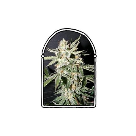 CONFIDENTIAL MEDICINE * THE KUSH BROTHERS SEEDS 5 SEMI FEM 