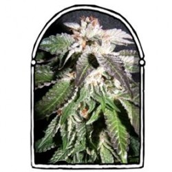 CONFIDENTIAL OG * THE KUSH BROTHERS SEEDS 5 SEMI FEM 