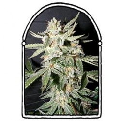 CONFIDENTIAL MEDICINE * THE KUSH BROTHERS SEEDS 1 SEME FEM 