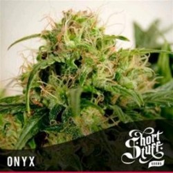 ONYX * SHORT STUFF SEEDS 5 SEMI FEM 