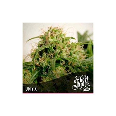 ONYX * SHORT STUFF SEEDS 5 SEMI FEM 