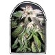 CONFIDENTIAL OG * THE KUSH BROTHERS SEEDS 1 SEME FEM 