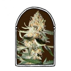 EXOTIC KUSH* THE KUSH BROTHERS SEEDS 5 SEMI FEM 