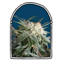 MALIBU * THE KUSH BROTHERS SEEDS 5 SEMI FEM 