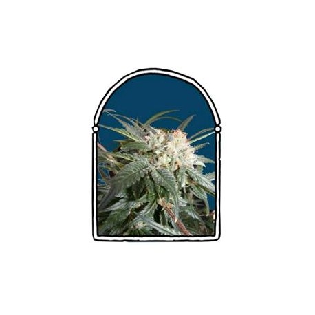 MALIBU * THE KUSH BROTHERS SEEDS 5 SEMI FEM 