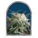 MALIBU * THE KUSH BROTHERS SEEDS 1 SEME FEM 