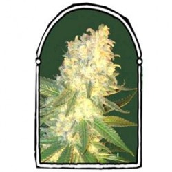 MASS KUSH * THE KUSH BROTHERS SEEDS 5 SEMI FEM 