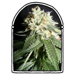 OG CHEESE* THE KUSH BROTHERS SEEDS 5 SEMI FEM 